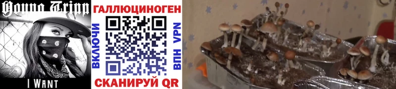 площадка телеграм Чернушка Галлюциногенные грибы мухоморы